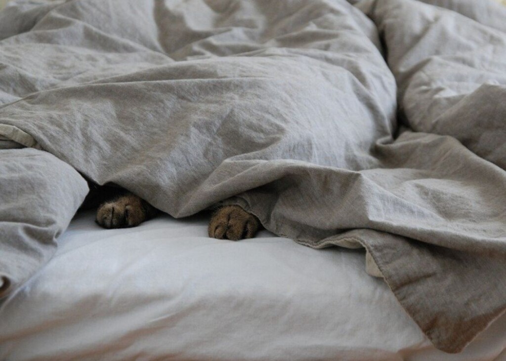 cat dog under covers