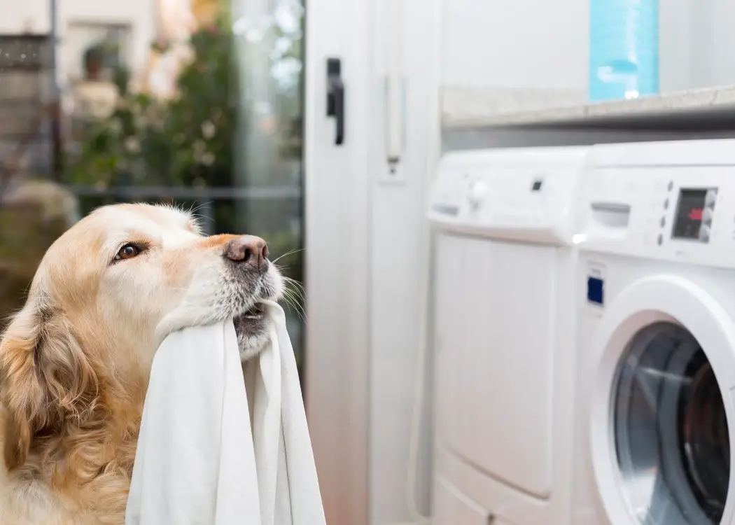 Why Do Your Clean Sheets Smell? Eliminate the Critters