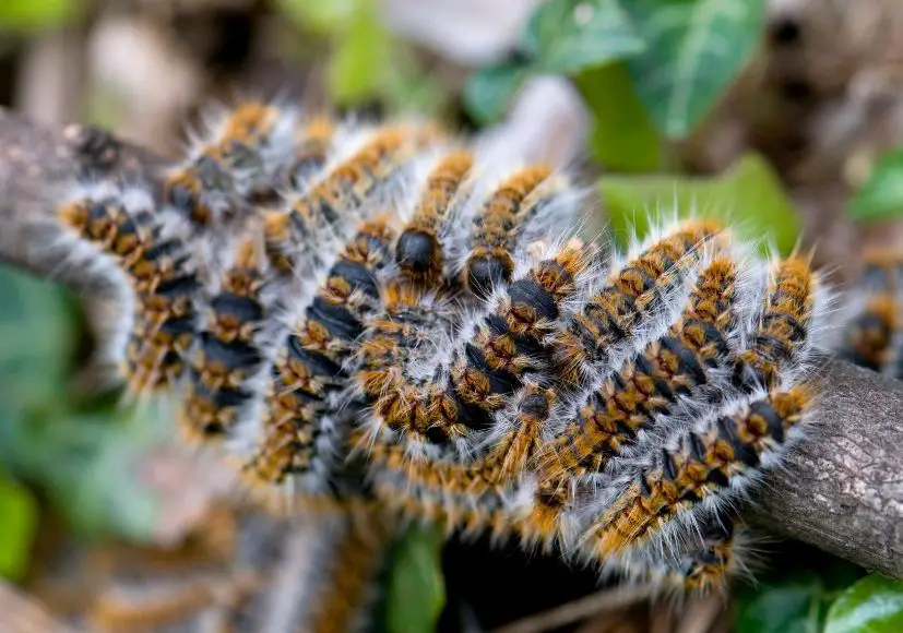 Can Chenille be MachineWashed? Sacrificing a Throw to Find Out