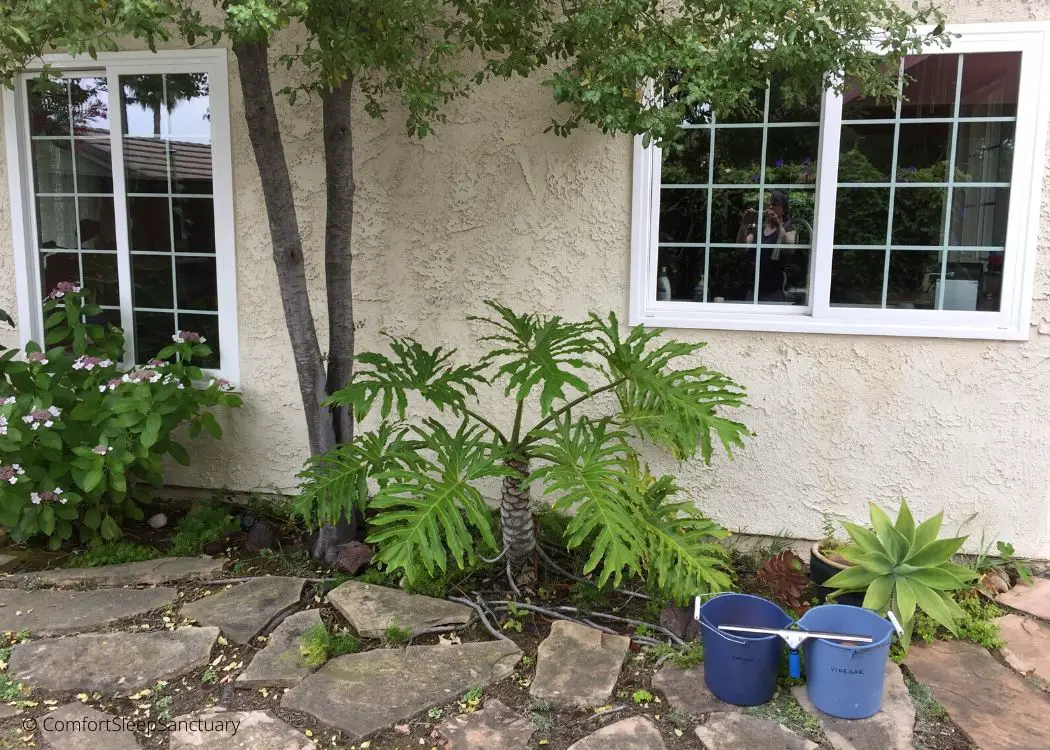 Ammonia or Vinegar? Which is Better for Clean Streakfree Windows? Comfort Sleep Sanctuary