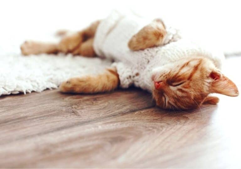 Best Flooring for a Bedroom with Pets Comfort Sleep Sanctuary